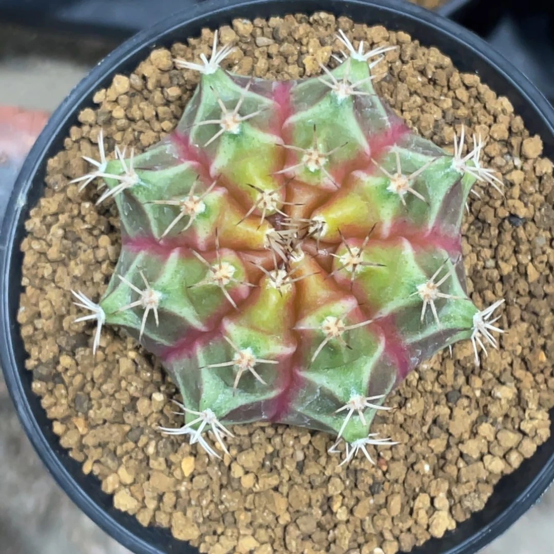 当前无花朵，栽培后可花朵粉臀橘黄轮回