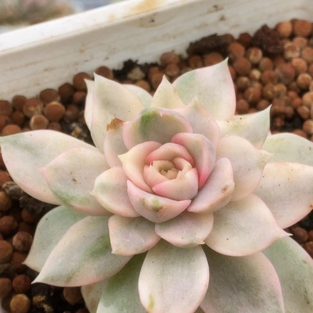 34玫瑰夫人锦锦锦锦锦锦锦锦