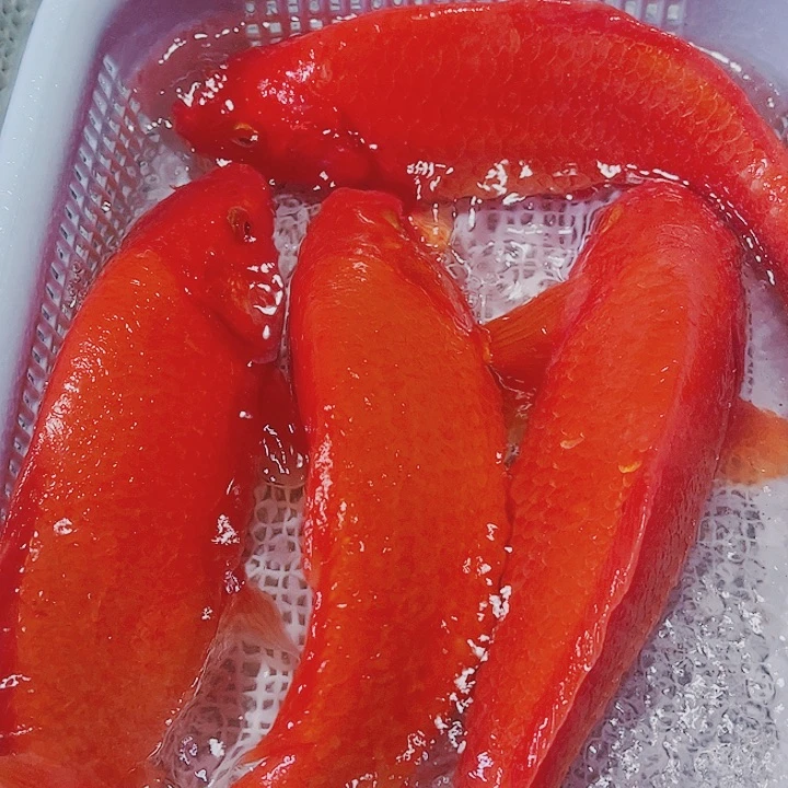 海水鱼锦鲤观赏鱼