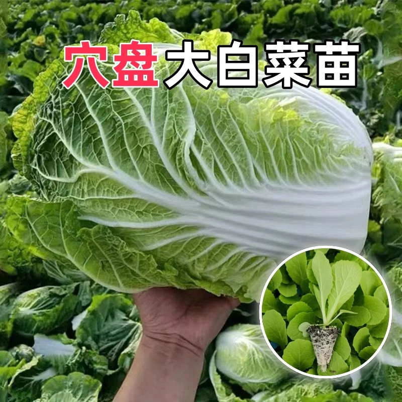 秋冬大白菜苗黄心大白菜苗耐寒大白菜苗子阳台盆栽蔬菜苗穴盘菜苗