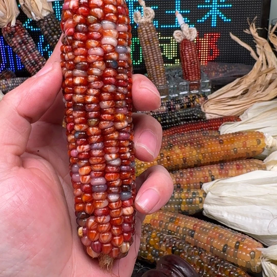 柏香籽/百香籽吊坠瑶*万