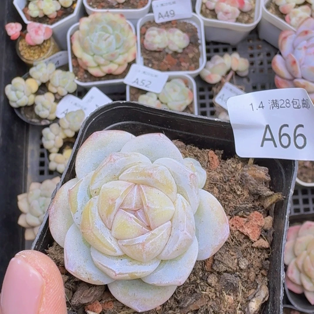 冰玉杂冰透个体一颗带盆发