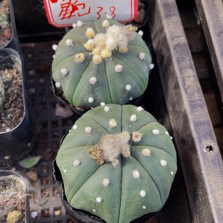 大南瓜3.8带盆土发