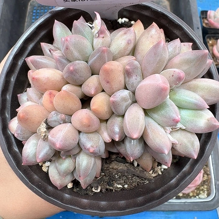 虞美人多肉植物405