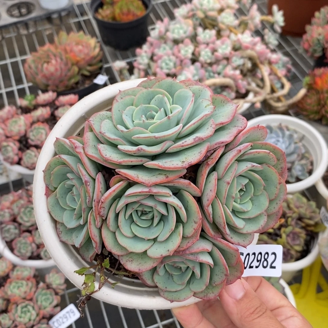 2982奶油黄桃一物一拍