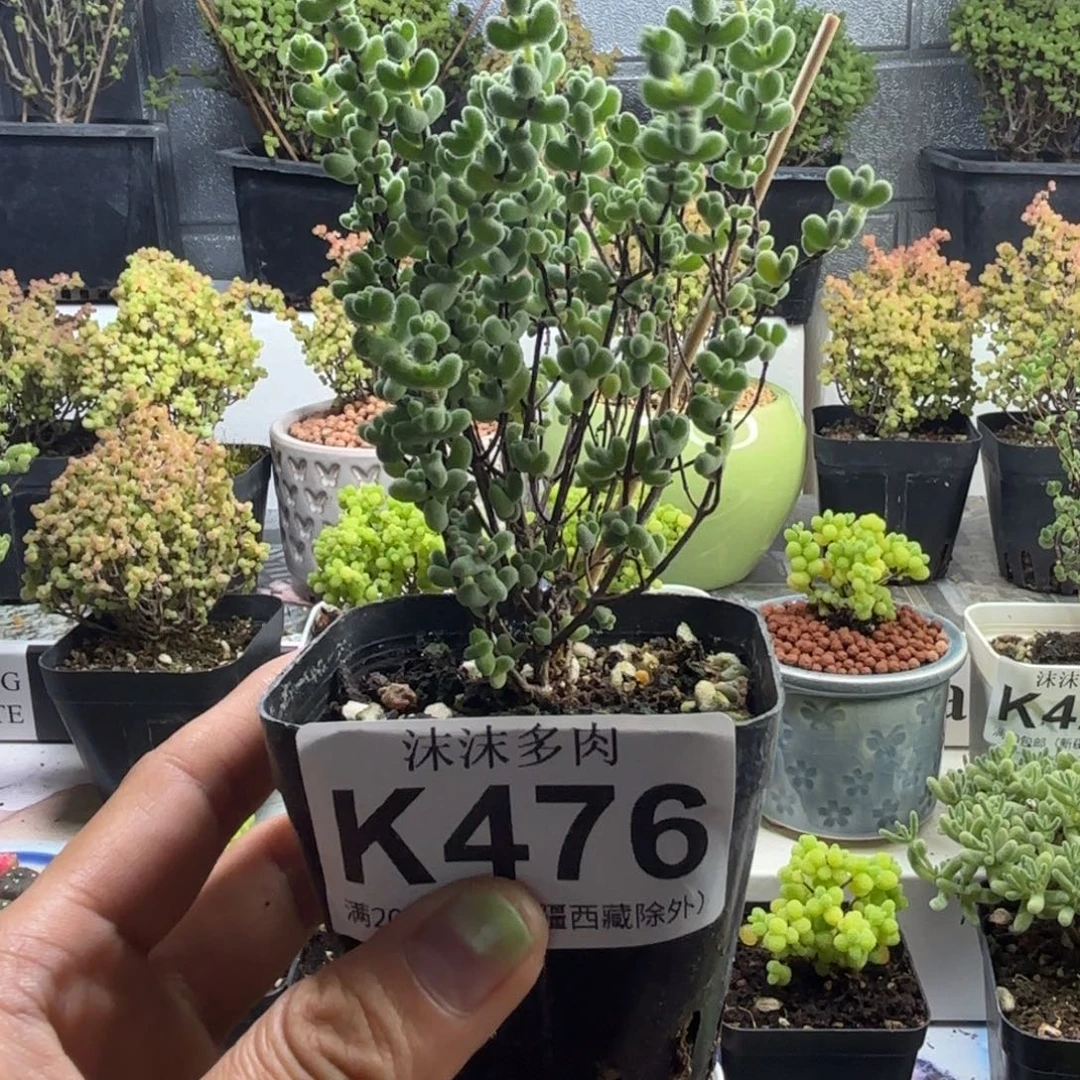 476莱斯枝干番杏福利