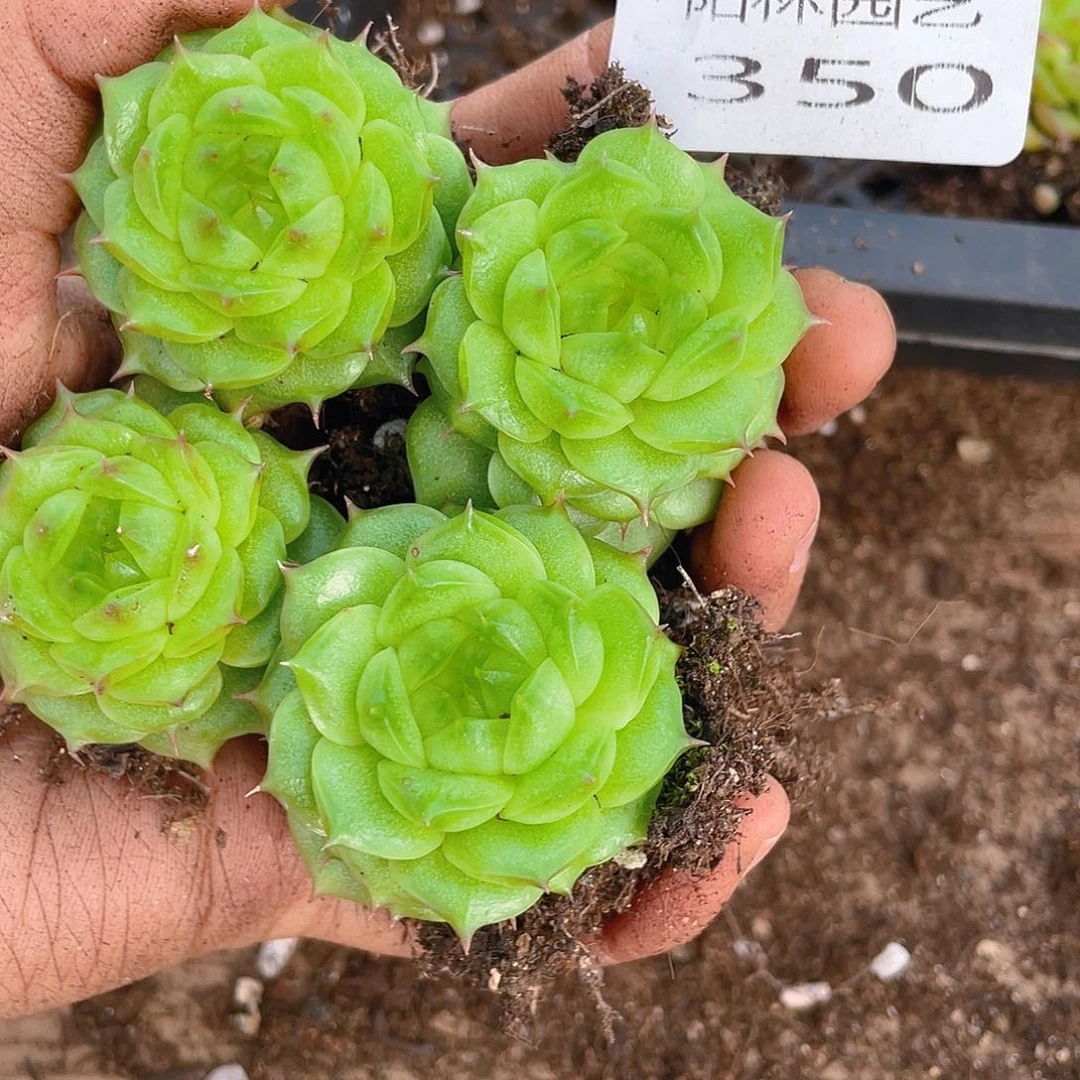 多肉植物多肉植物350