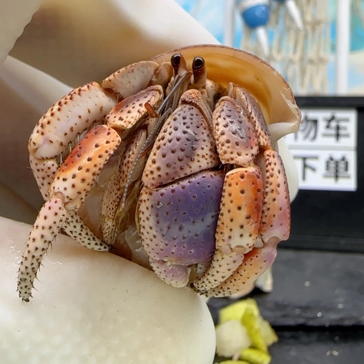 A72缤纷西伯2.0cm口径