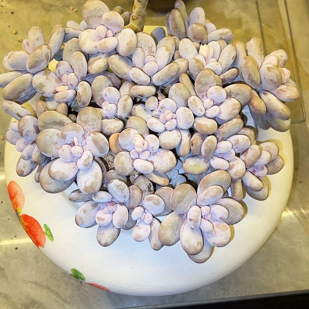 奶酪奶酪奶酪奶酪奶酪