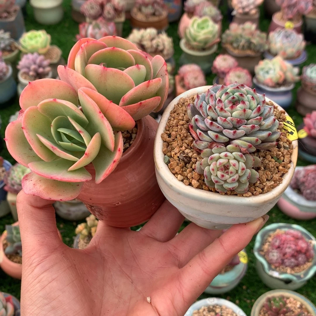 带盆 碧桃➕原始姬莲