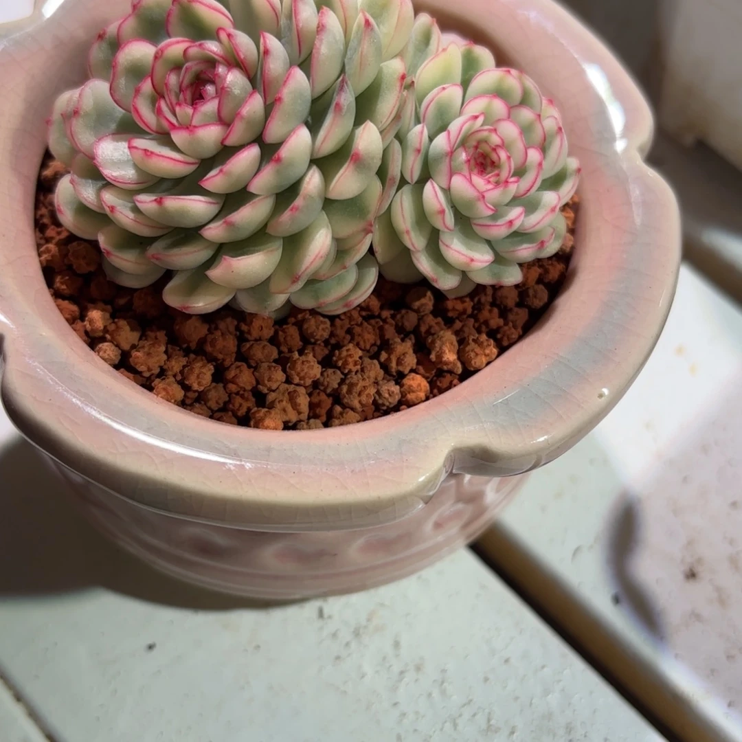 梦幻玫瑰锦多肉植物