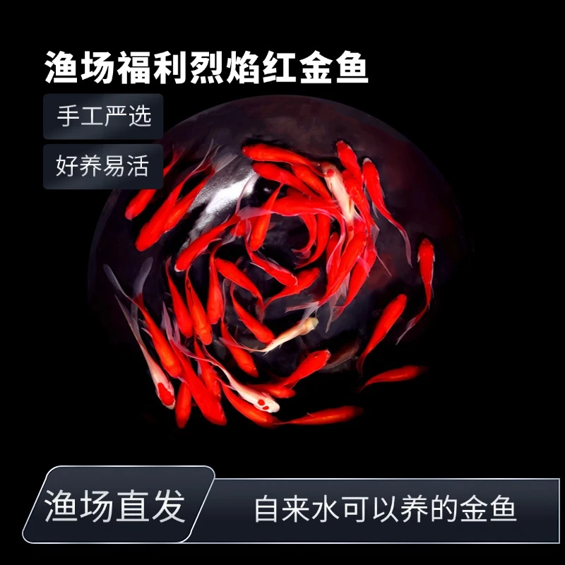 渔场福利35条烈焰红金鱼观赏鱼冷水鱼可混养热带鱼包邮包损