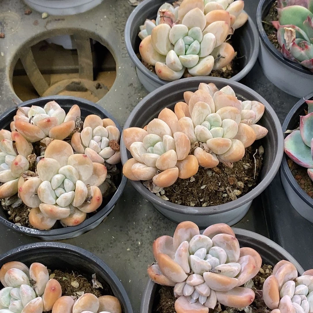 团。香玉群。福利多多