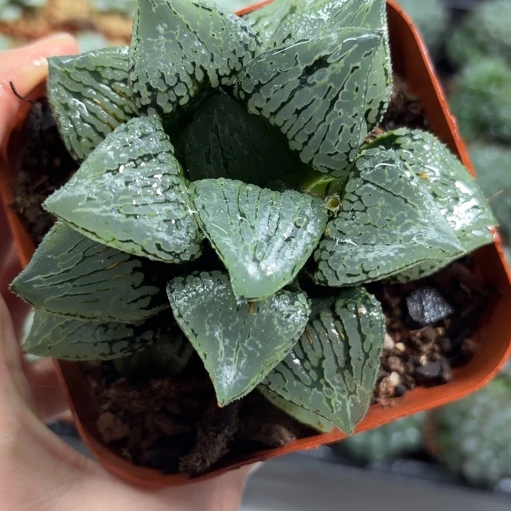 母本大马丽丽多肉植物