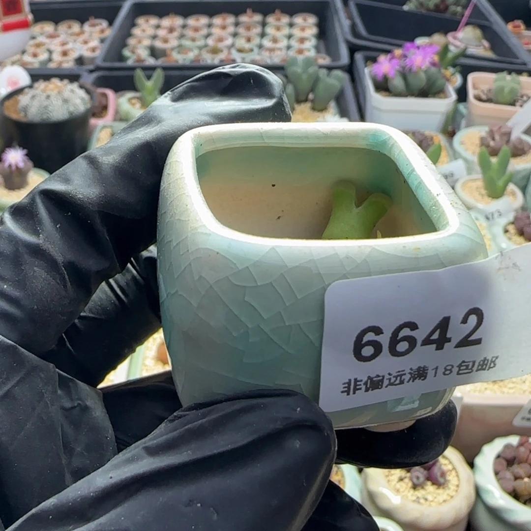 不***糕6642 -一物一拍 带盆