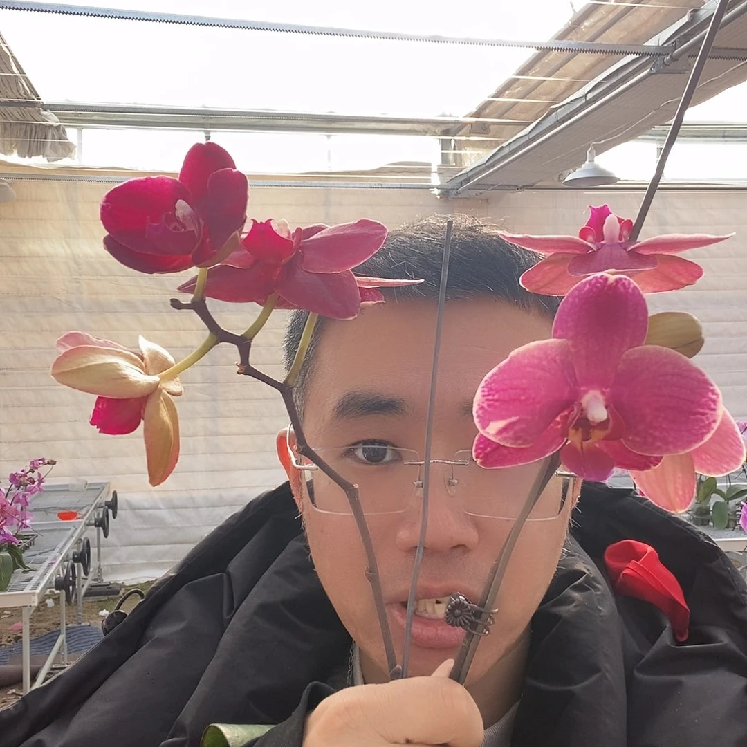 完全开放欧品突尼斯带花花后苗1棵花剑不售后