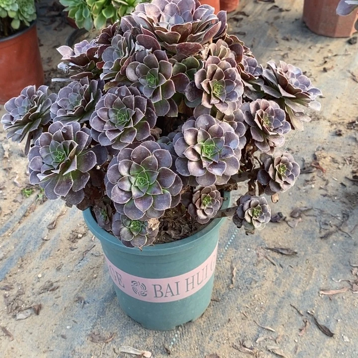 幸***花荷兰玫瑰24多肉植物法师