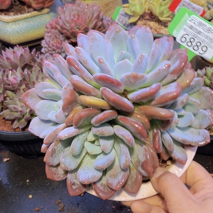 6889果糖。