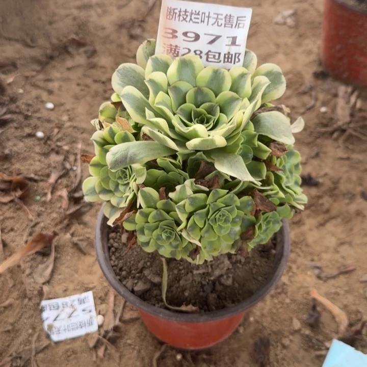木***天3971二号棚绿豆沙C