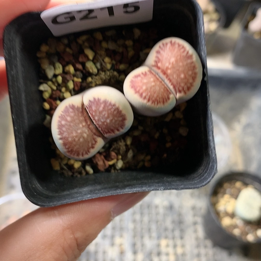 G215多肉植物保护