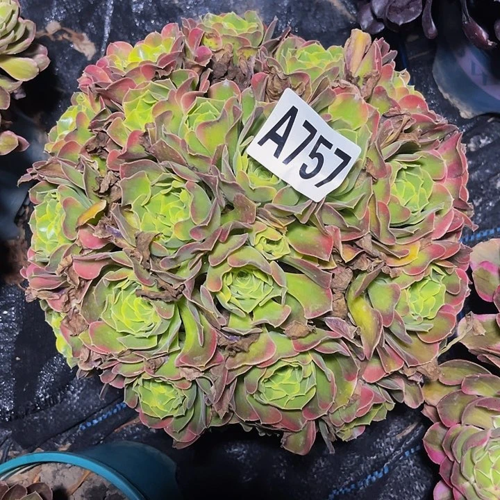 炫彩法师15-32包邮