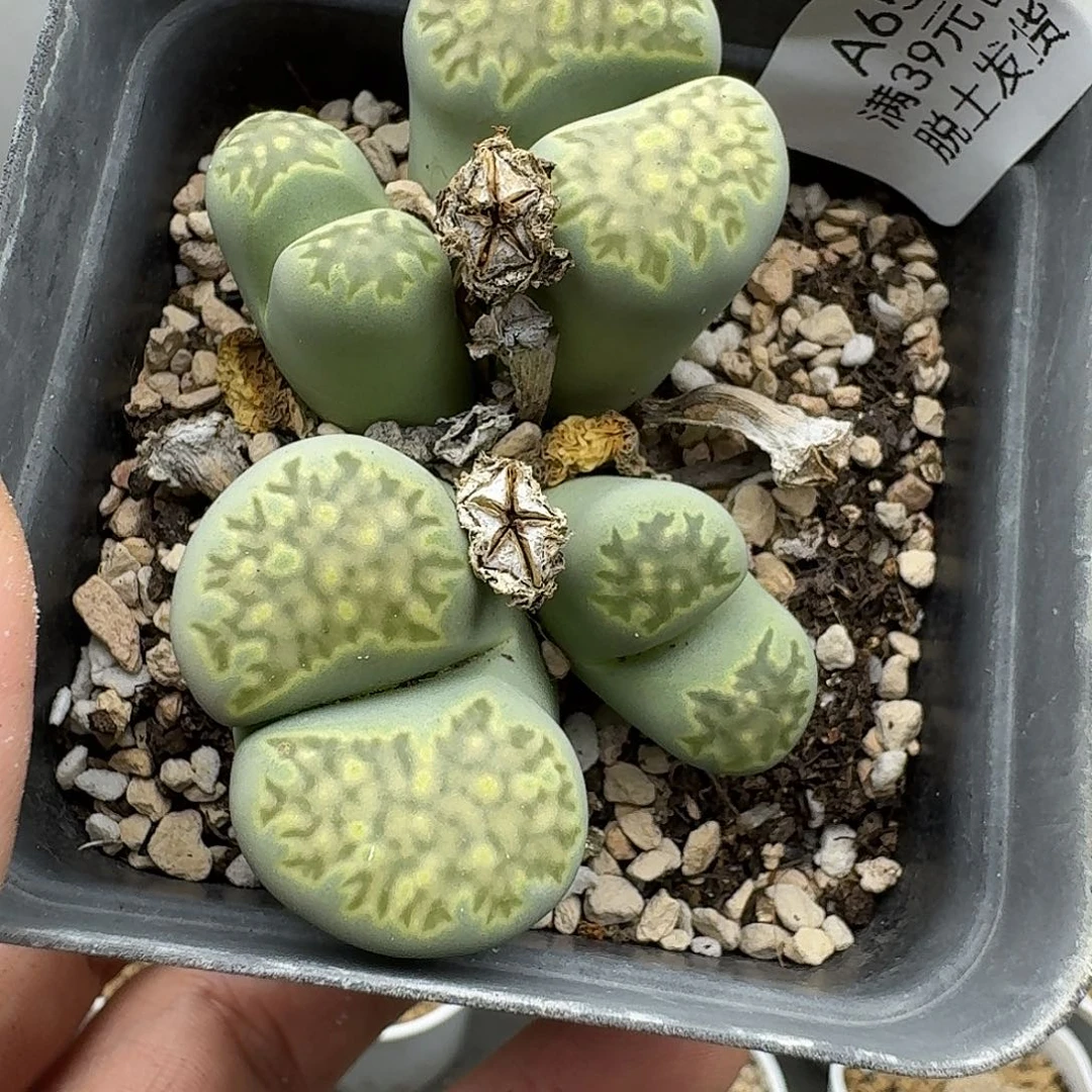 657多肉哈哈哈哈哈哈哈哈