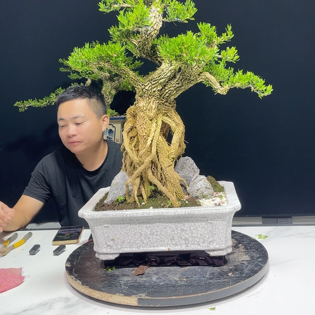 当前无花栽培后可以开花