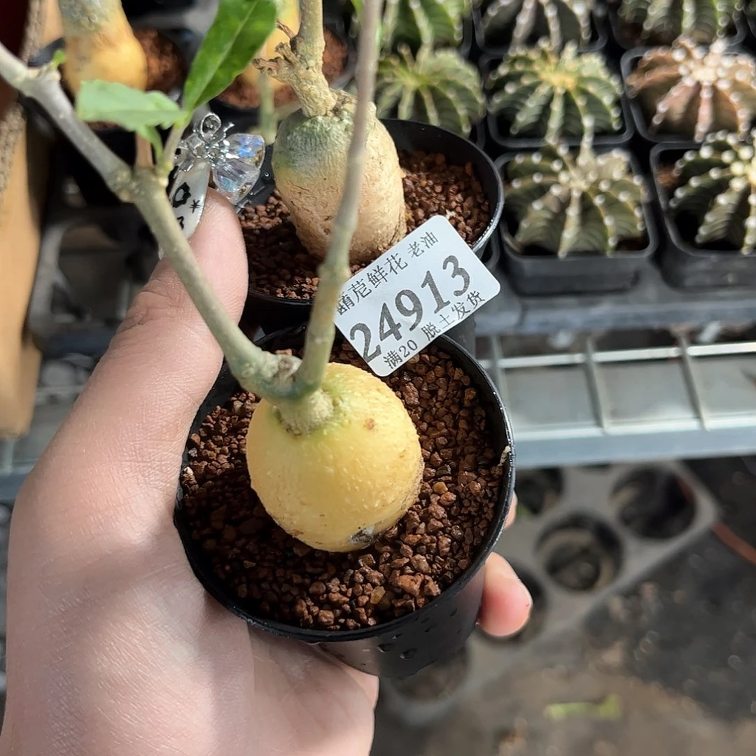 萨**耶24913一物一拍单头发货