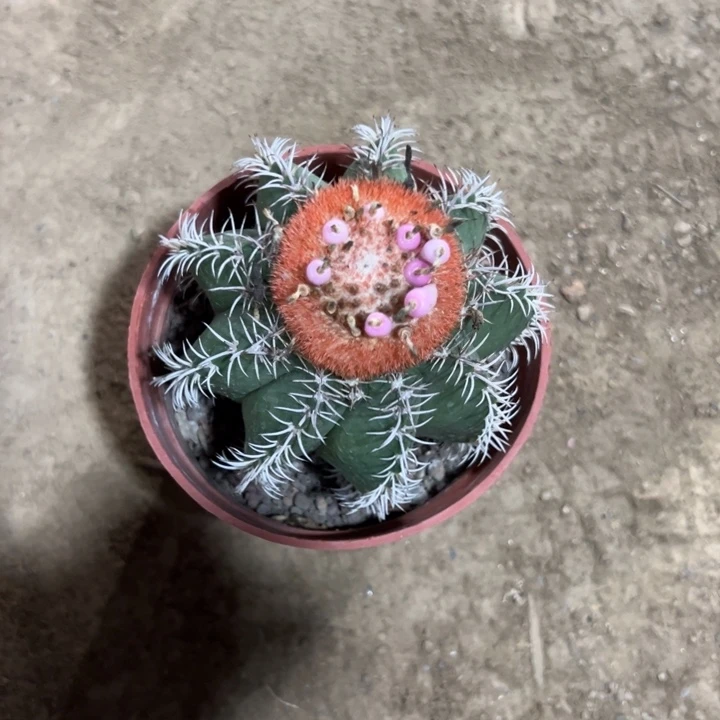 旺***～恭喜发财恭喜发财