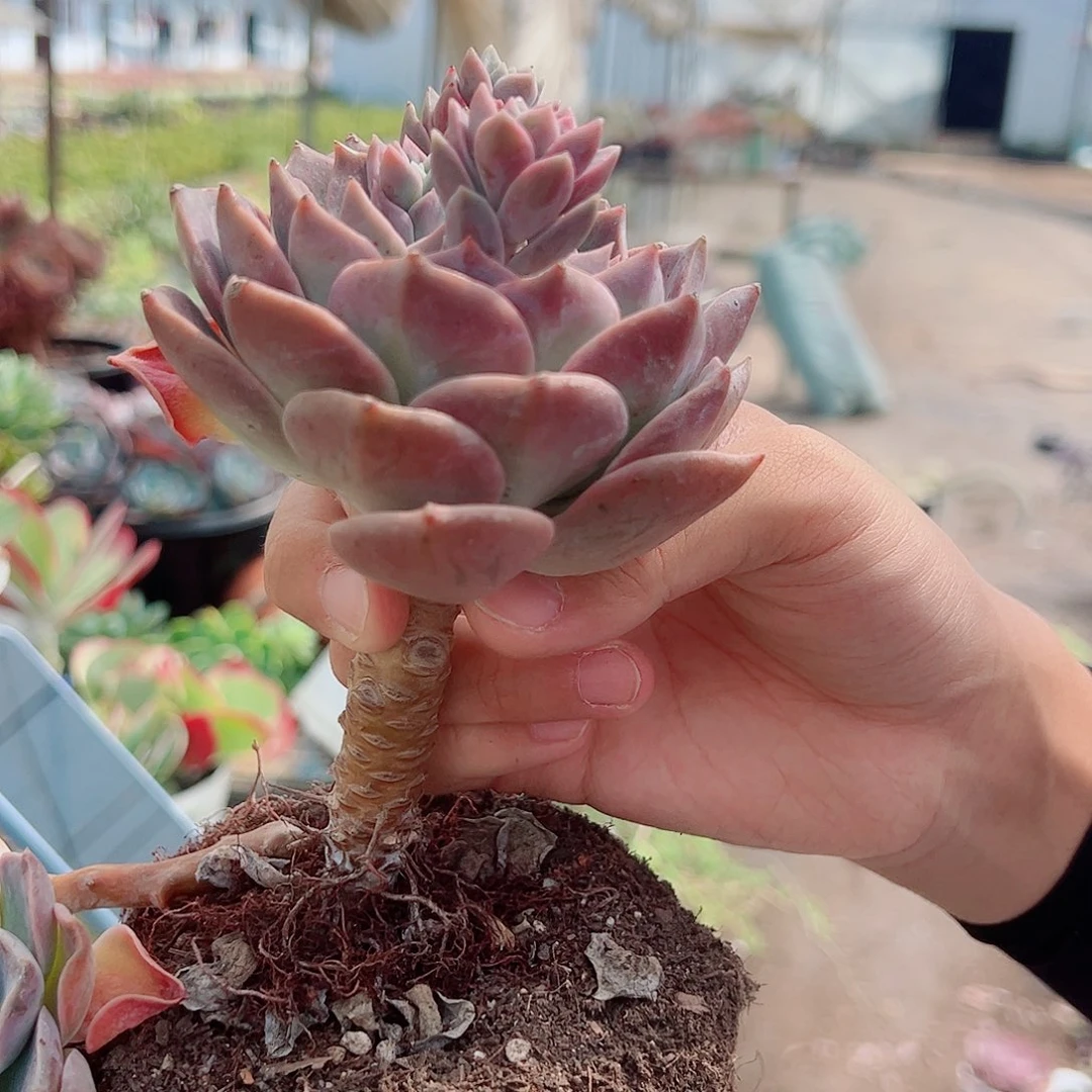 2盆原始哈利沃森