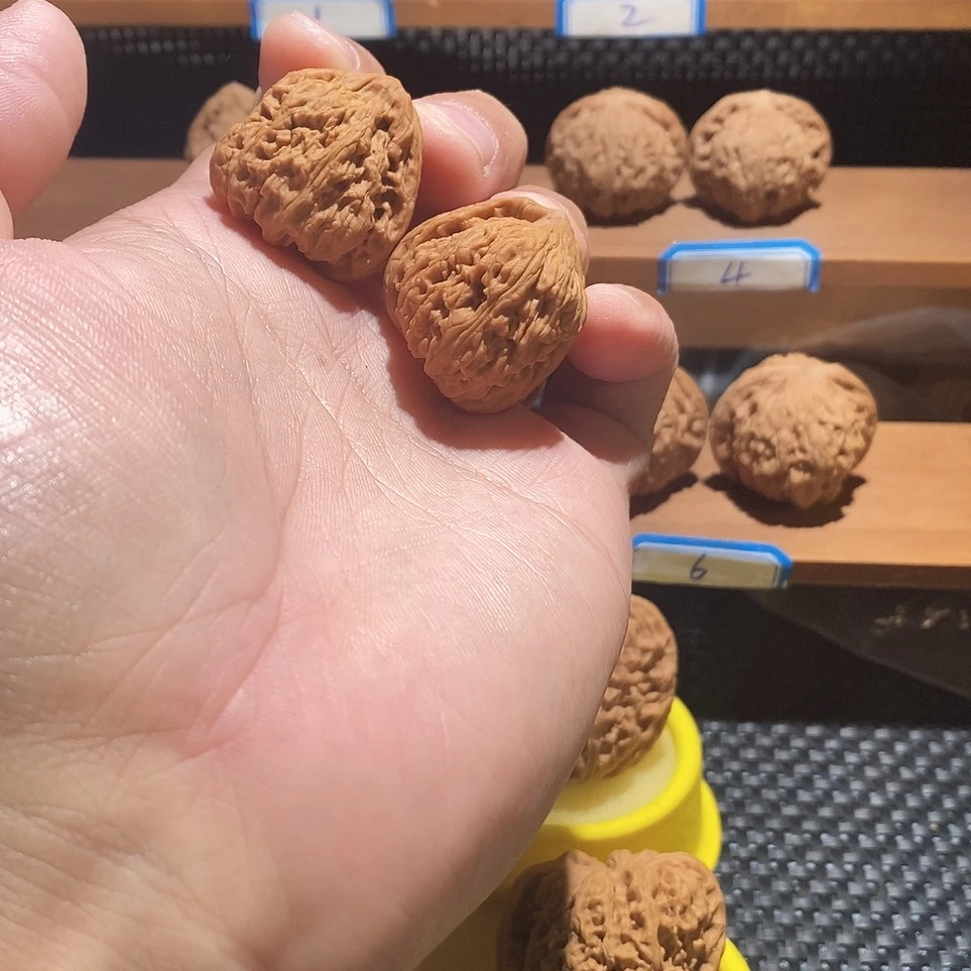 文玩核桃把件南疆一根筋30尺寸