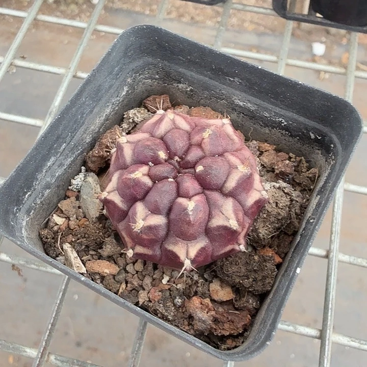 梦想单头球3仙人球