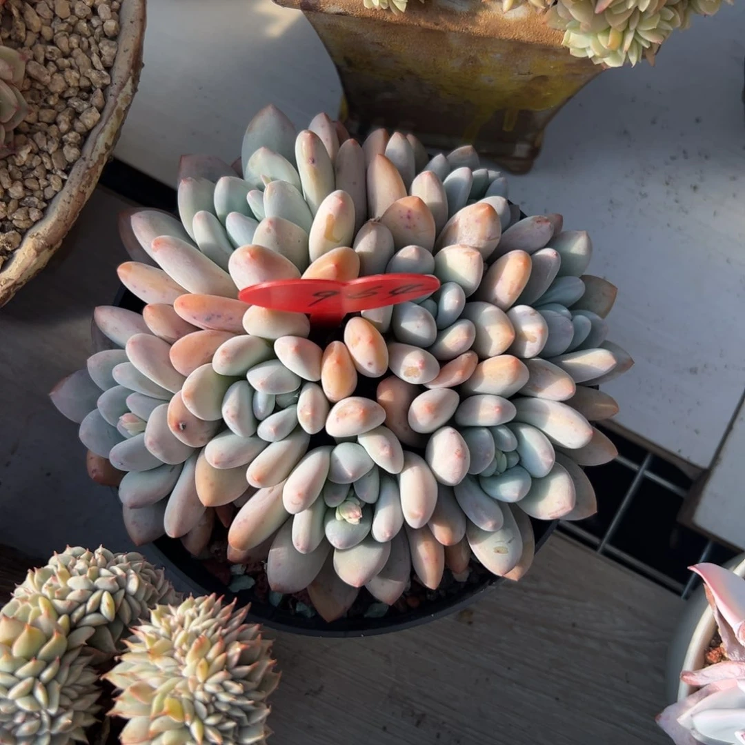 麦*?多肉植物一物一拍