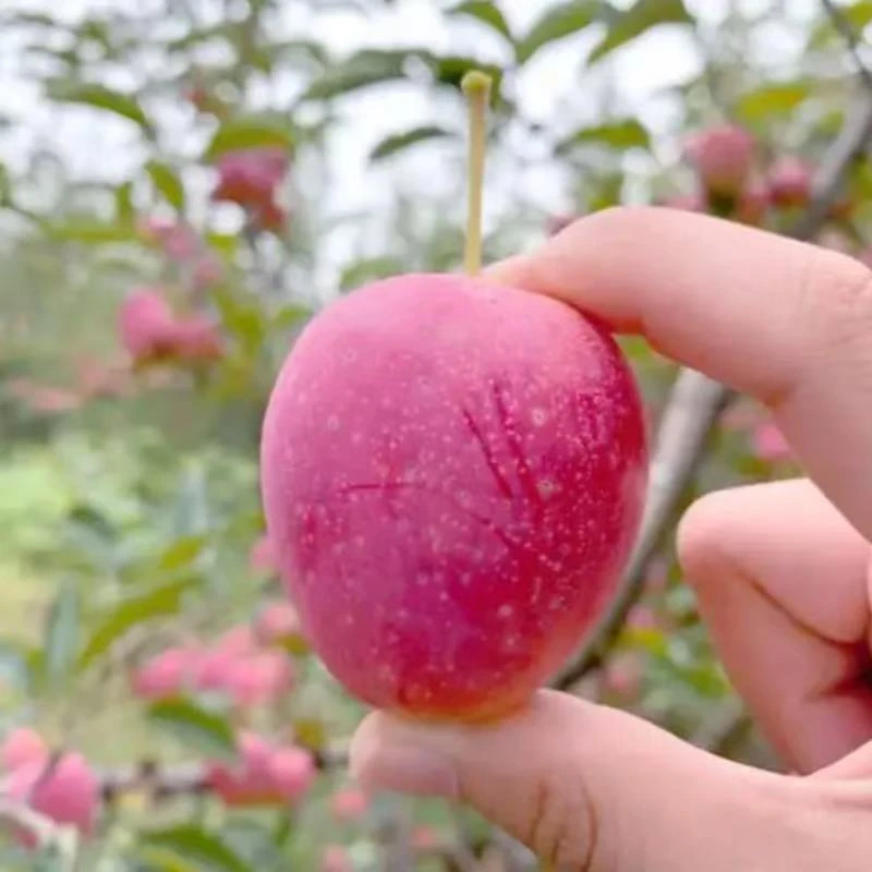 果树柿子苗西梅李子梨树嫁接耐寒耐旱庭院阳台种植当