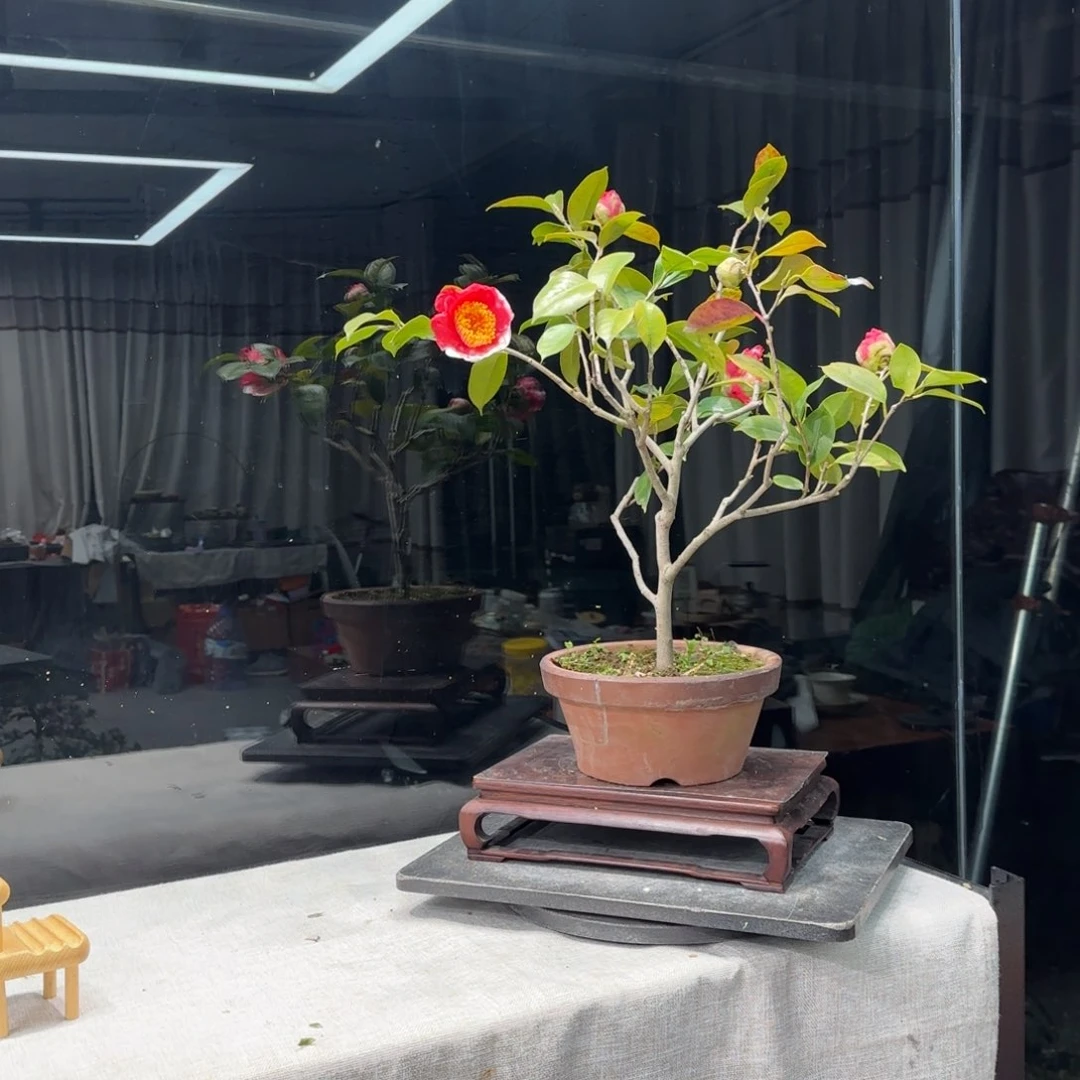 无*人花卉苗木花卉苗木