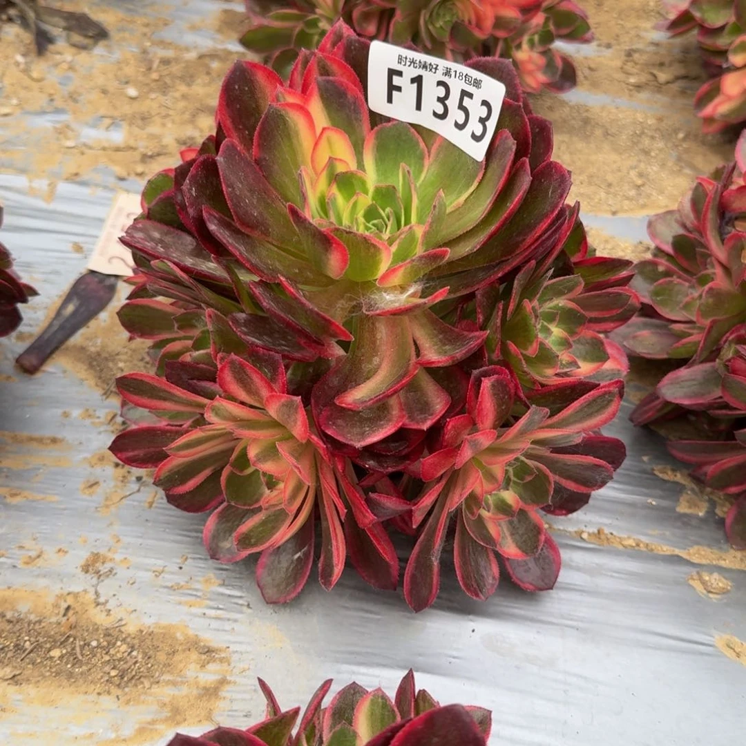 用****远1353黑魔锦多肉植物