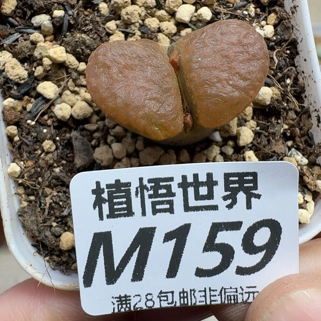 多肉植物的热衷vbb