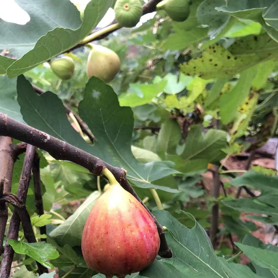 正版波姬红无花果苗大苗当年结果