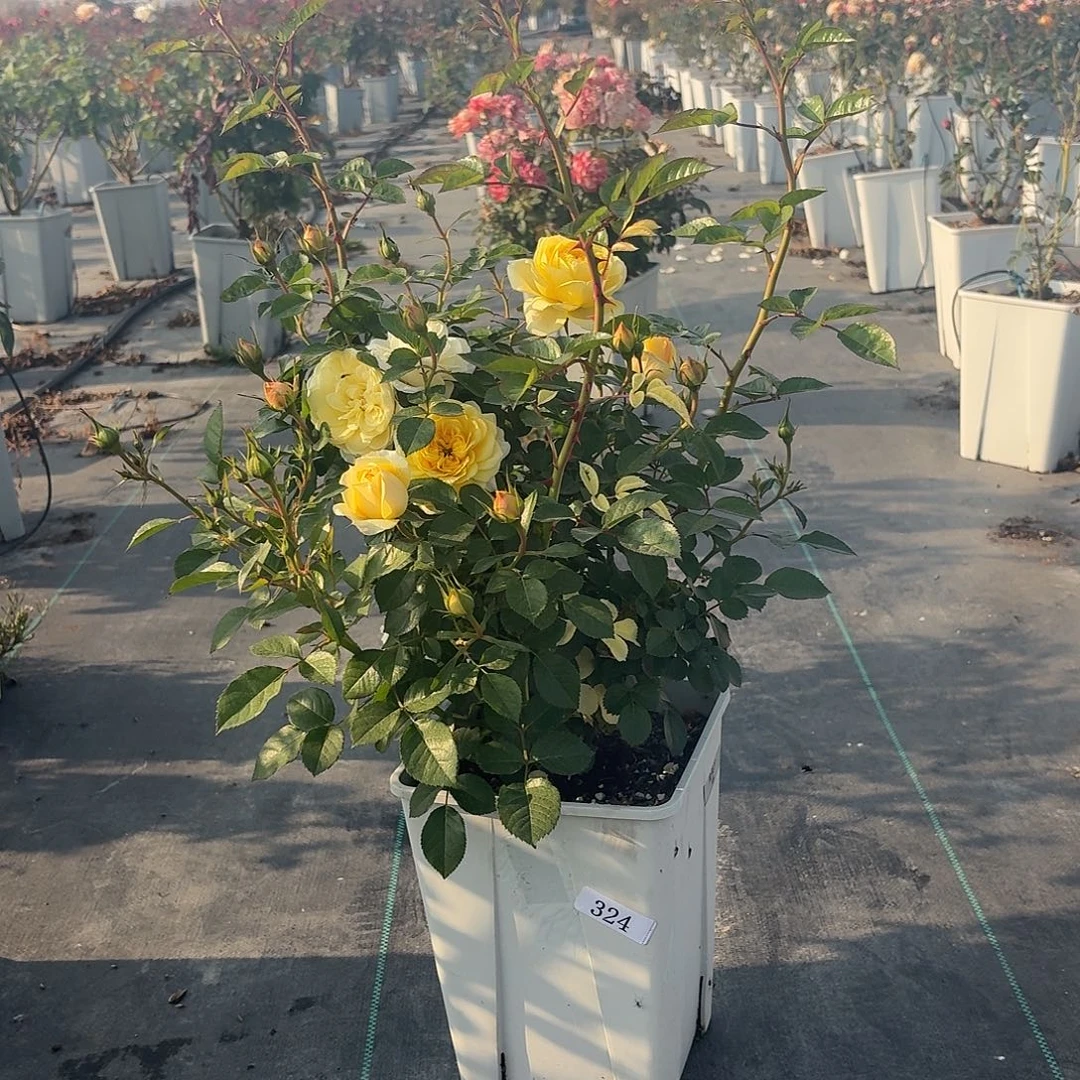 当前无花朵，栽培后可花朵324