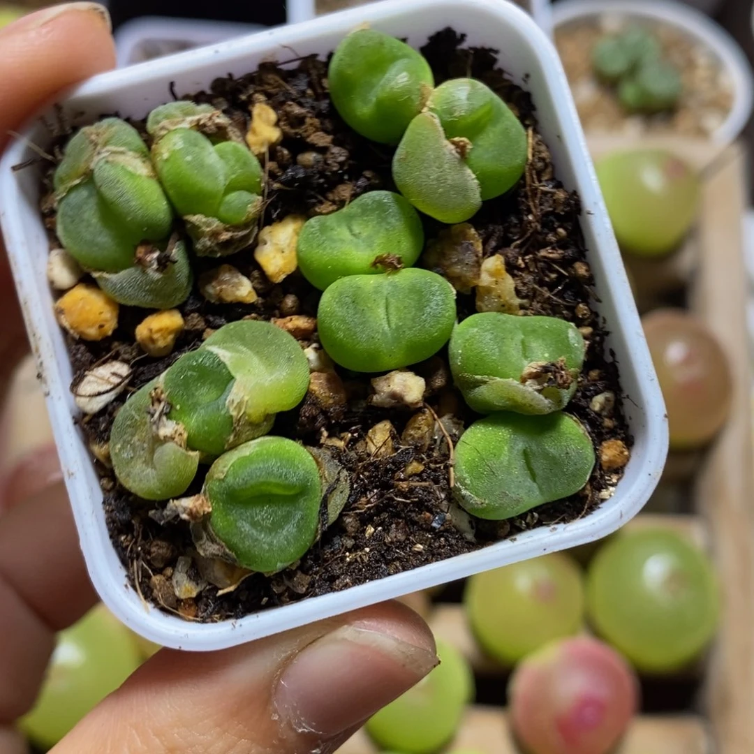 水晶鞋双头多肉植物
