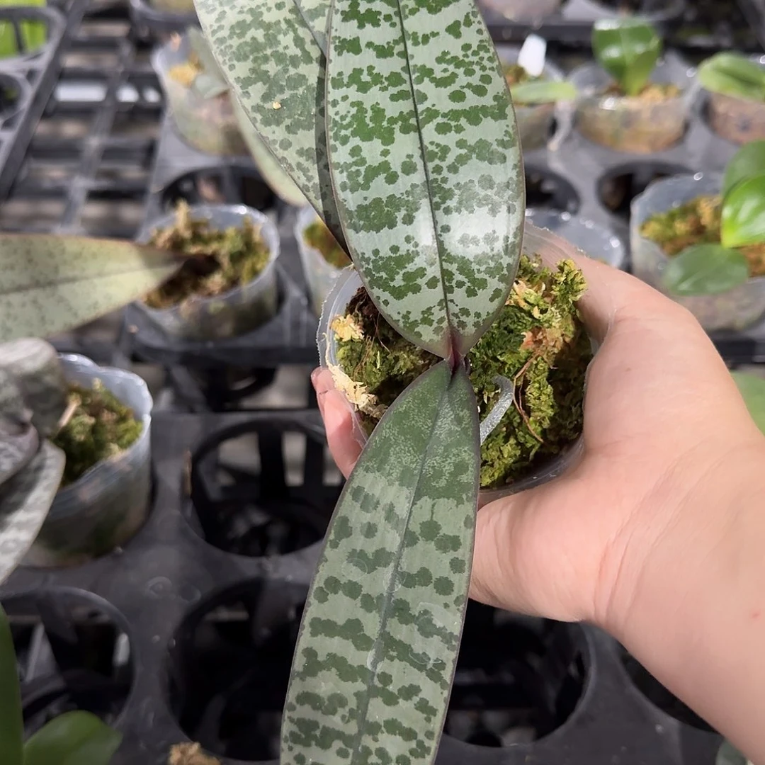 当前无花栽培后可以开花