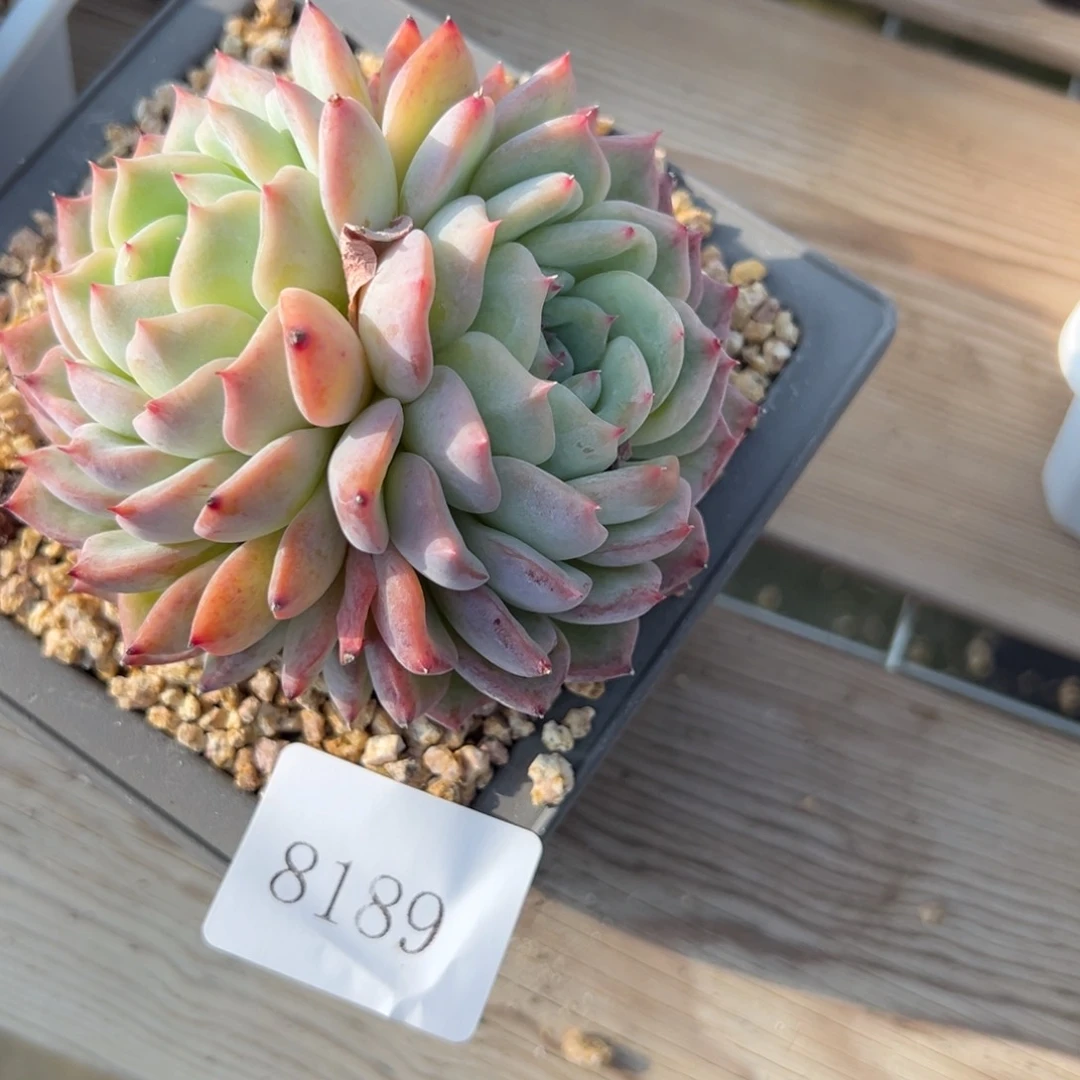 养****人8189多肉多多多多多多多