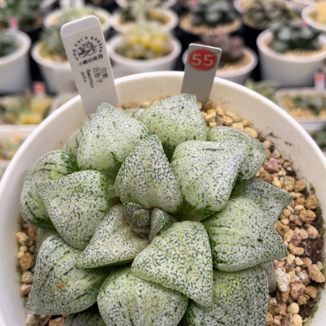 55 白拍子母本11111111