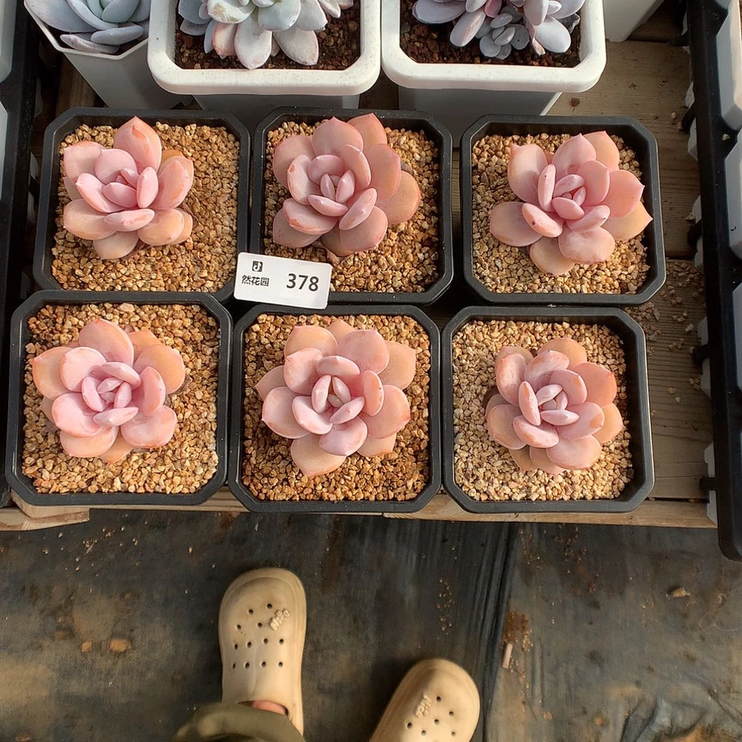 378奶茶6颗多肉植物
