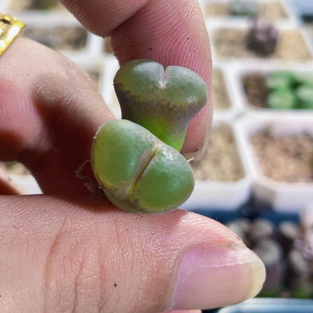 双头母本粉女风铃植物一物一拍