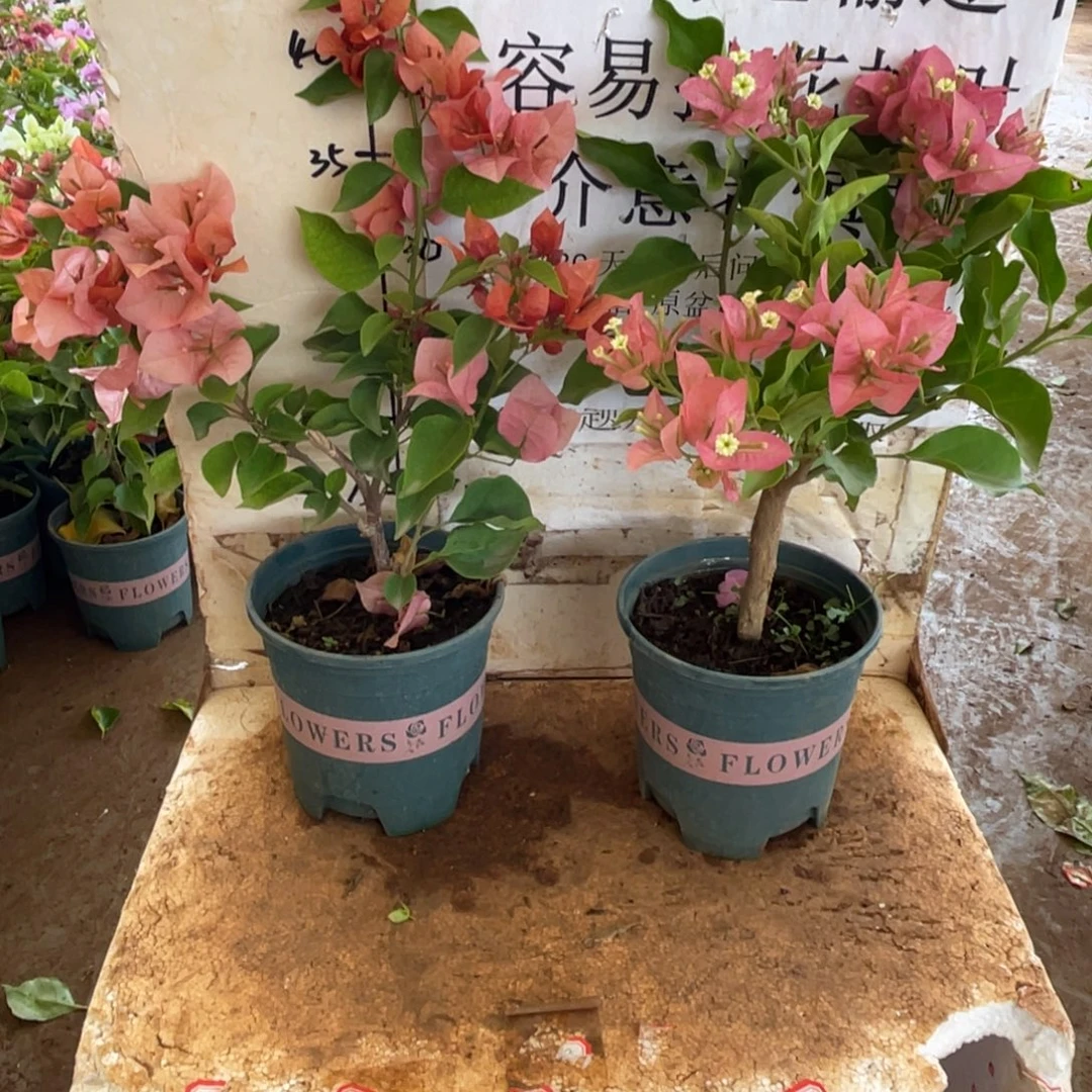 梧***桐当前无花栽培后可以开花3-0894