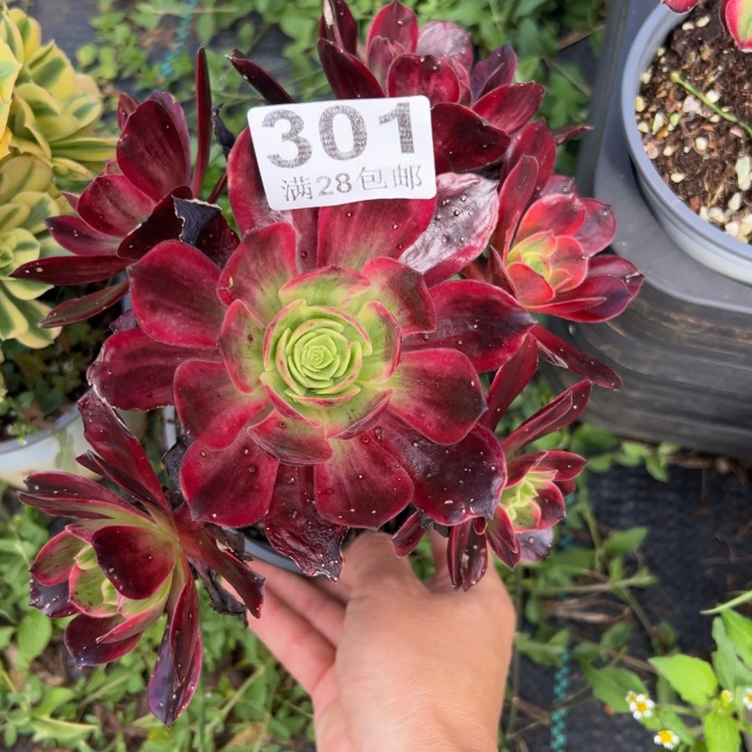 艺****多肉植物301无售后
