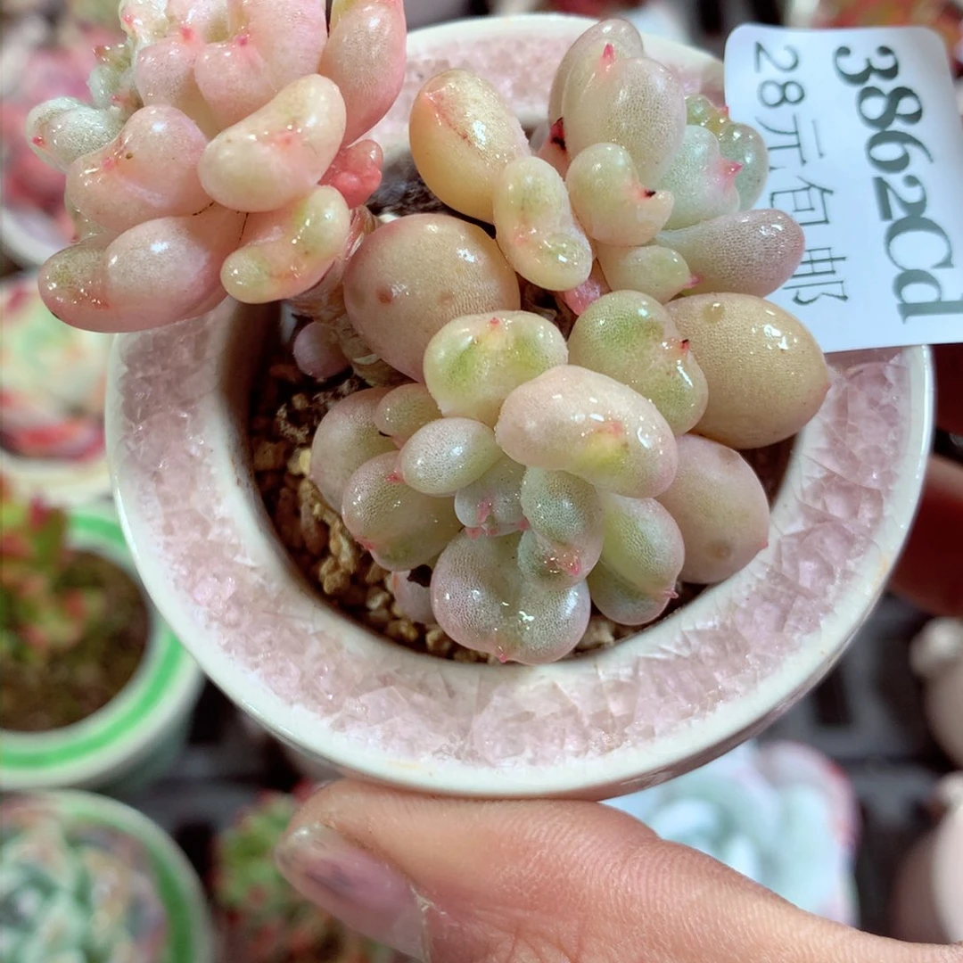 5厘米盆精控多肉3862