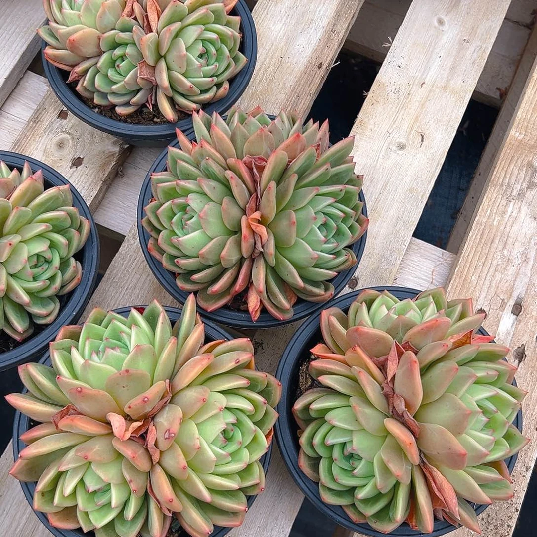 拉菲香槟，满18包邮