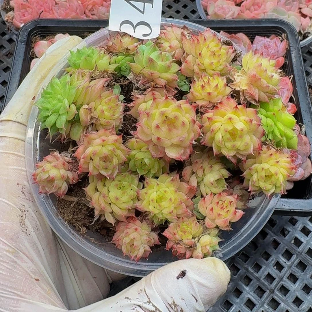 多肉植物多肉植物345